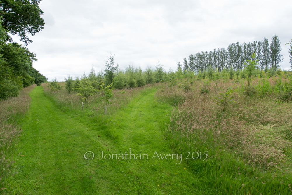 The birch wood at Shangri La Farm.
