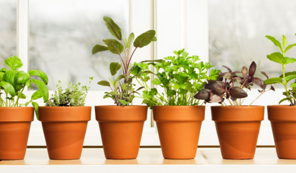 Windowcill herbs - an element of achievable self sufficiency
