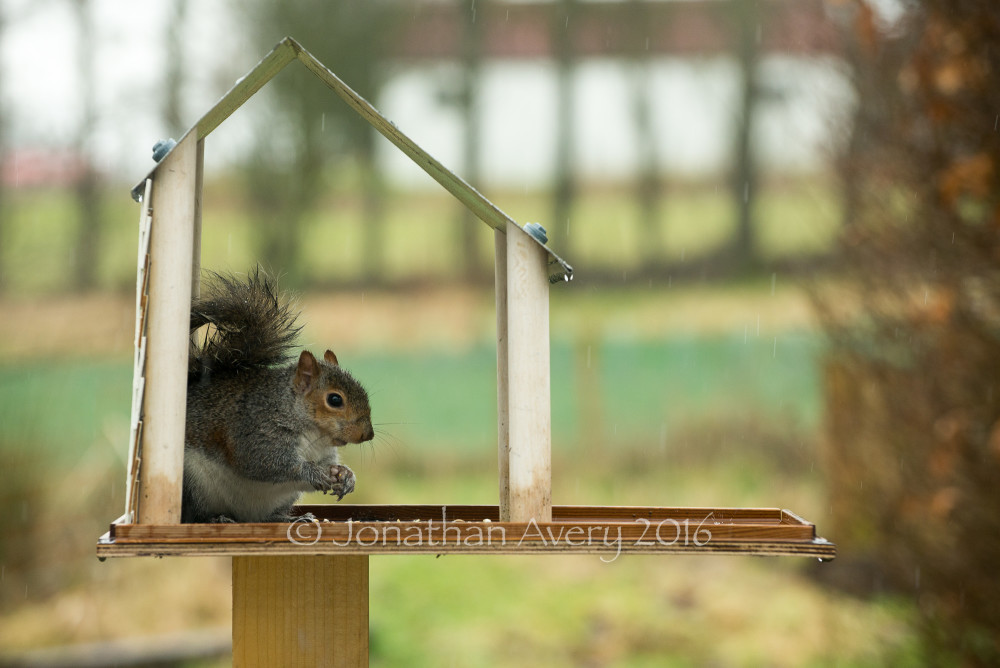 Squirrel finds his ideal Tiny House!