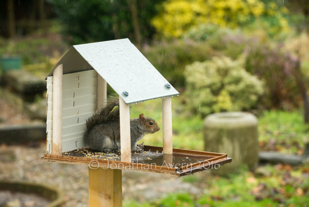 Squirrel finds his ideal Tiny House!