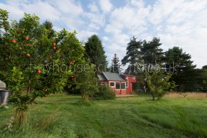 The Cox's Pippins in the orchard echoing the NestHouse cladding in signal red.