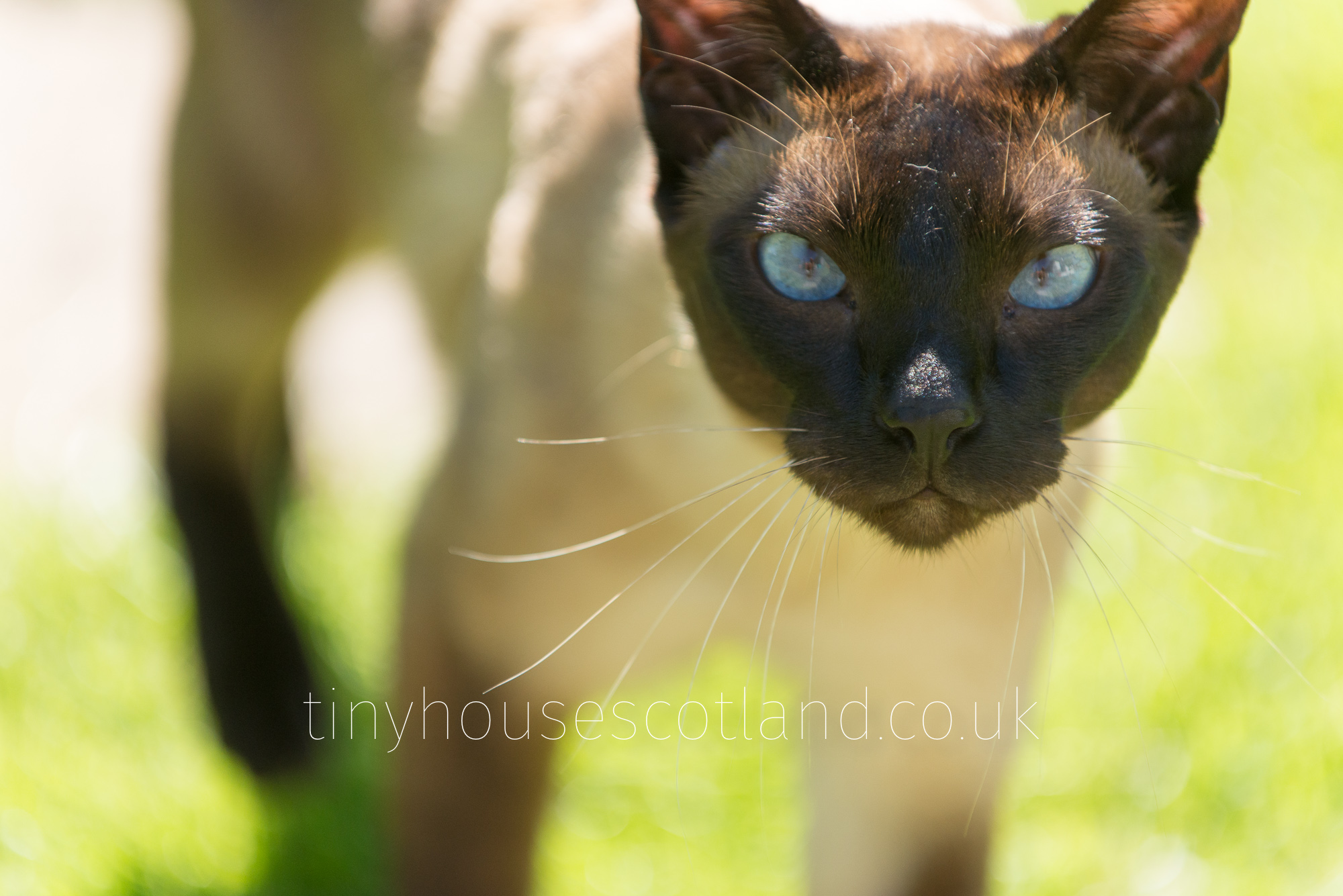'Da Bird' Tiny House Scotland Cat Kennel